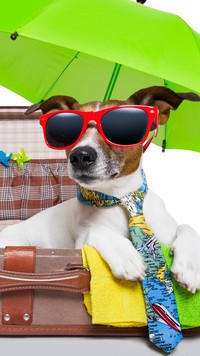 Jack Russell terrier na wakacjach