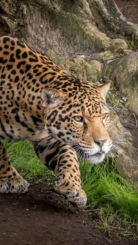 Jaguar na ścieżce