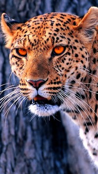 Jaguar o pomarańczowych oczach
