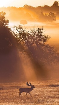 Jeleń spacerujący w promieniach słońca