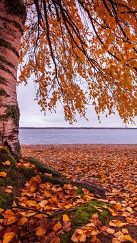 Jesienna brzoza nad jeziorem