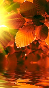 Jesienne liście skąpane w promieniach słońca