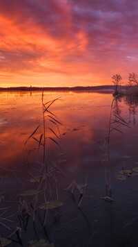 Jezioro z szuwarami w blasku zachodzącego słońca