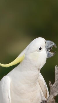 Kakadu biała