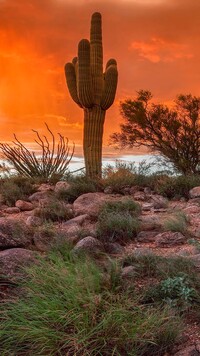Kaktus i krzewy na pustyni Sonora