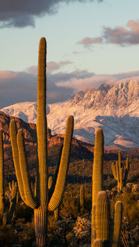 Kaktusy i góry