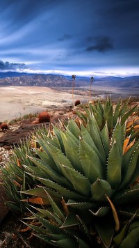Kaktusy na pustyni