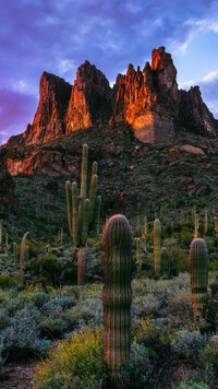 Kaktusy na tle góry Superstition Mountains