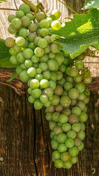 Kiść zielonych winogron