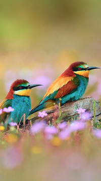 Klorowe ptaszki siedzące na łące
