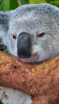 Koala na drzewie