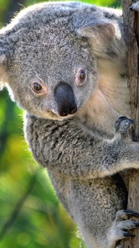 Koala wspinający się po drzewie