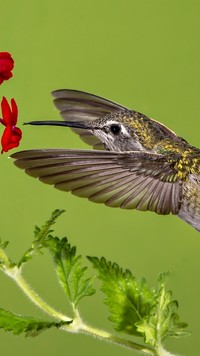 Koliber przy kwiatku