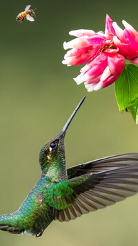 Koliber szmaragdowy