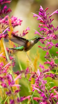 Koliber wśród kwiatów