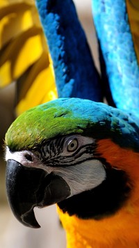 Kolorowa papuga