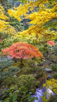Kolorowe drzewa w ogrodzie japońskim