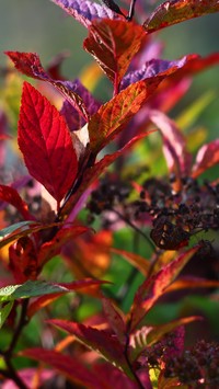 Kolorowe liście tawuły japońskiej