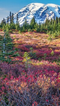 Kolorowe rośliny i drzewa na tle ośnieżonej góry Mount Rainier