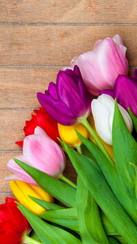 Kolorowe tulipany na desce