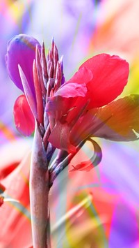 Kolorowy kwiat