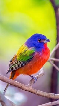 Kolorowy ptaszek na gałązce