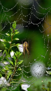 Koronkowa robota pająka