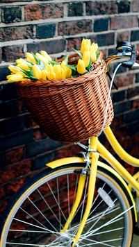Kosz tulipanów na rowerze