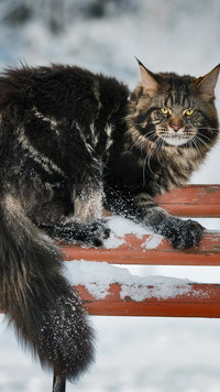 Kot na ławce w zimie