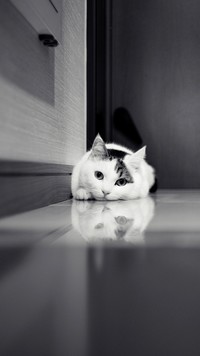 Kot na podłodze