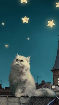 Kot perski na dachu w jasną noc