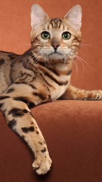 Kot rasy ocicat