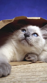 Kot w papierowej torbie