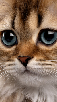 Kot z dużymi oczami
