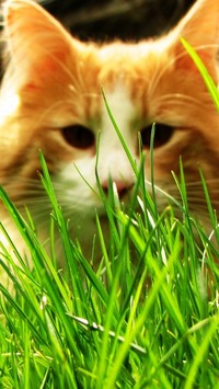Kotek norweski w trawie