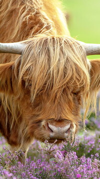 Krowa rasy highland