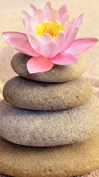 Kwiat lotosu na kamieniach