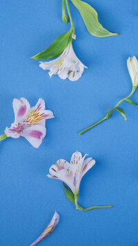 Kwiaty alstremerii na niebieskim tle
