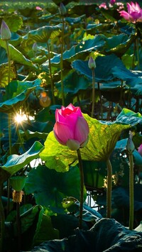 Kwiaty i liście lotosu w słońcu
