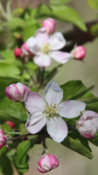 Kwiaty i pąki jabłoni