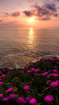 Kwiaty na tle morza o zachodzie słońca