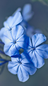 Kwiaty niebieskiego floksa