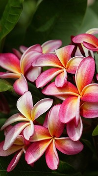 Kwiaty plumerii