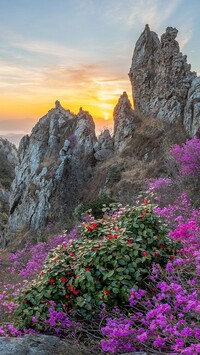 Kwiaty przy skałach w Górach Jujaksan