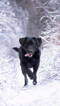 Labrador retriever na zaśnieżonej ścieżce