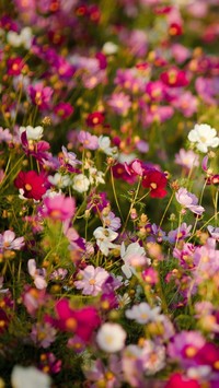 Łąka pełna kwiatów kosmei