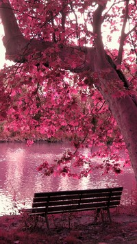Ławka pod różowym drzewem