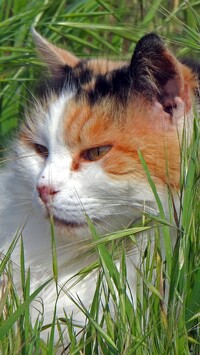 Leżący kot w trawie