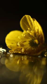 Leżący kwiat żółtego jaskra