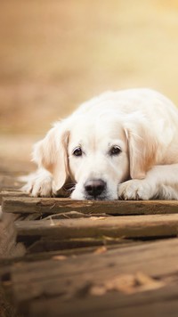 Leżący pies rasy golden retriever